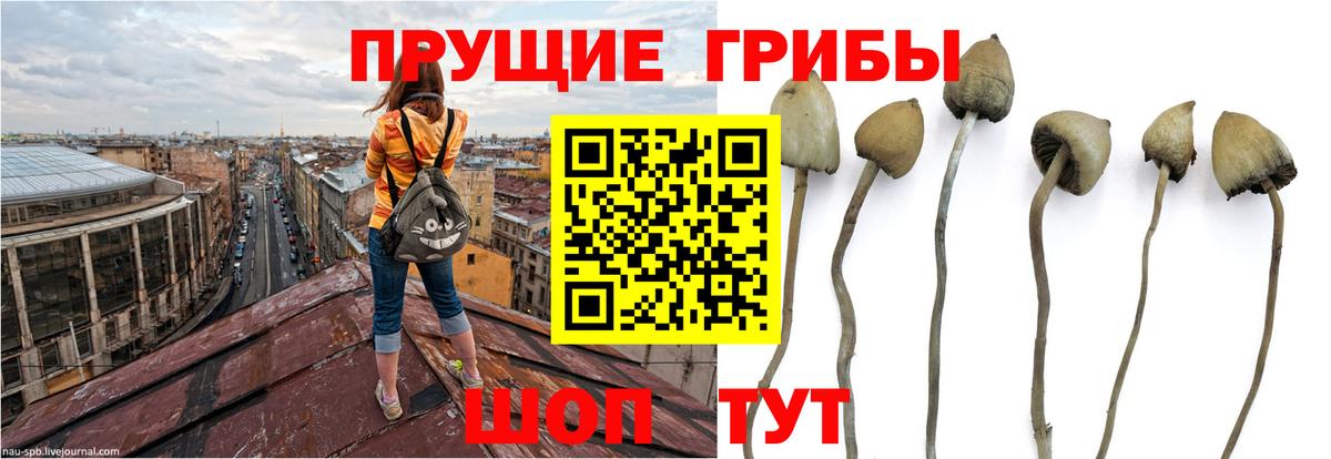 Галлюциногенные грибы Cubensis  Вход с VPN  Галлюциногенные грибы Psilocybine cubensis  Ишим 